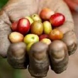 Arabica czy robusta? Razem z Podróżnikami odwiedzamy plantację kawy.