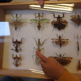 Modliszki w przedszkolu, listopad 2016