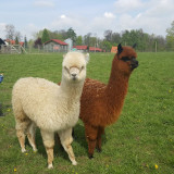 Spotkanie z alpakami – Gospodarstwo Coniraya