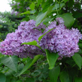 Harmonogram maj 2017