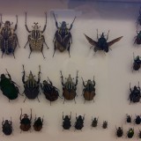 Odwiedziny chrząszczy, październik 2017