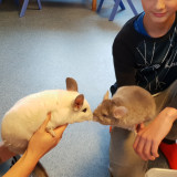 Żywa lekcja przyrody, spotkanie z szynszylami